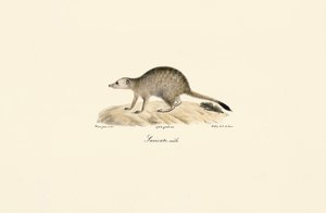 Afrikanischer Mungo (Männlich) von Jacques Christophe Werner