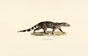 Afrikanische Palmenzivette