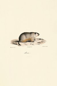 Alpenmurmeltier (Monax-Variante)