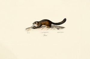 Amerikanischer Marder von Jacques Christophe Werner