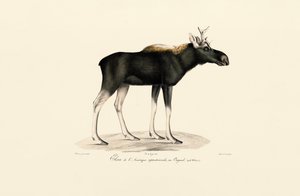 Amerikanischer Elch (Alces americanus) von Jacques Christophe Werner