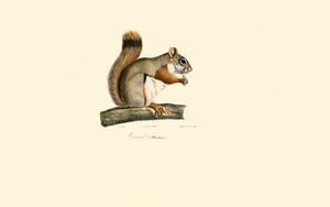 Amerikanisches Rothörnchen