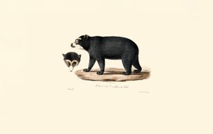 Anden-Brillenbär (Chilenischer Andenbär) von Jacques Christophe Werner