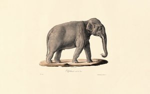 Asiatischer Elefant