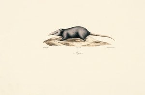 Asiatische Hausschabe von Jacques Christophe Werner