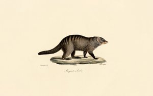 Bänder-Manguste von Jacques Christophe Werner