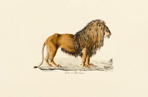 Berberlöwe im Profil von Jacques Christophe Werner