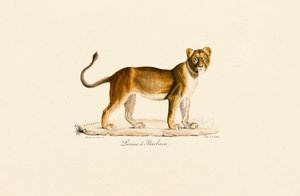 Berberlöwin im Profil von Jacques Christophe Werner
