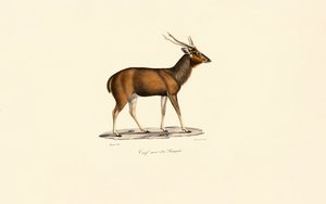Bengalischer Axishirsch (Cerf noir du Bengale)