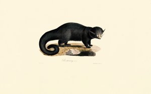 Binturong (Arctictis binturong) von Jacques Christophe Werner