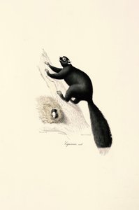Schwarzer Kapuzineraffe (Männlich)