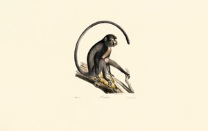 Schwarzspinnenaffe (Ateles) von Jacques Christophe Werner