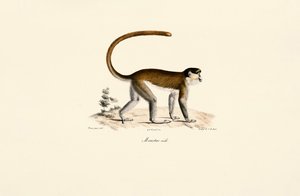 Blauer Meerkatze