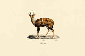 Buschbock (Männlich)