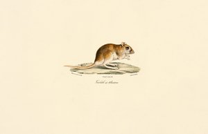 Buschschwanz-Rennmaus von Jacques Christophe Werner