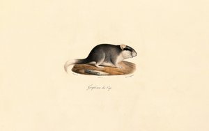 Kap-Schlafmaus