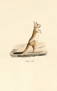 Kap-Springhase
