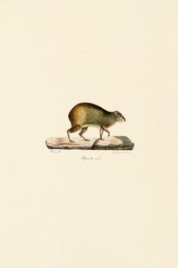 Zentralamerikanisches Aguti (Männlich) von Jacques Christophe Werner