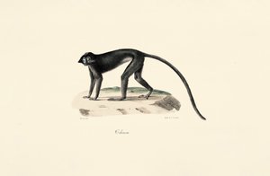 Colobusaffe (Colobus guereza)