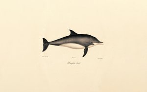 Gewöhnlicher Delfin (Delphinus delphis) von Jacques Christophe Werner