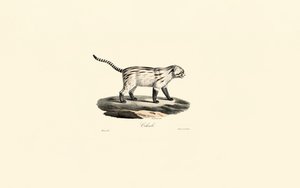 Gewöhnliche Ginsterkatze