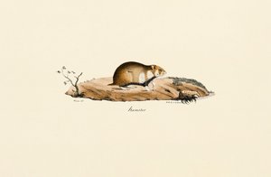Feldhamster von Jacques Christophe Werner