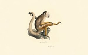 Gewöhnlicher Totenkopfaffe von Jacques Christophe Werner