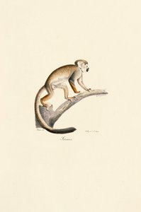 Gewöhnlicher Totenkopfaffe auf einem Ast von Jacques Christophe Werner