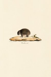 Gewöhnlicher Wombat (Männlich) von Jacques Christophe Werner