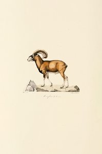 Korsischer Mufflon
