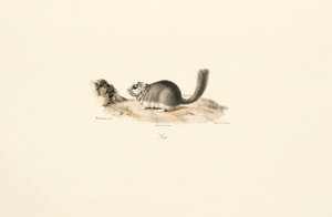 Nutria von Jacques Christophe Werner