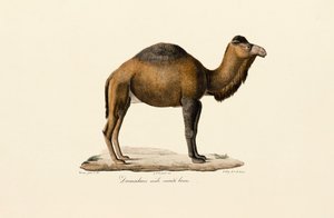 Dromedar, braune Variante