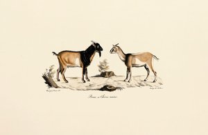 Zwergbock und Zwergziege