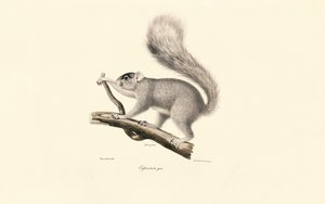 Östliches Grauhörnchen von Jacques Christophe Werner