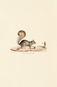 Östliches Grauhörnchen