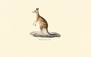 Östliches Graues Känguru (Weibchen)