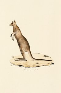 Östliches Graues Känguru (Weibchen)