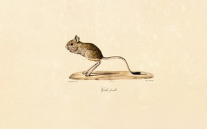 Ägyptische Wüstenrennmaus (Weibchen)