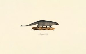 Ägyptische Mungo von Jacques Christophe Werner