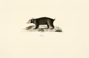 Europäischer Dachs von Jacques Christophe Werner