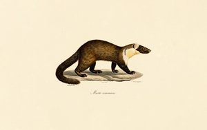 Europäischer Baummarder von Jacques Christophe Werner