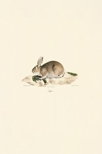 Europäisches Kaninchen (Lapin) von Jacques Christophe Werner