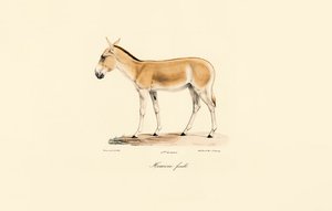 Weiblicher Asiatischer Wildesel