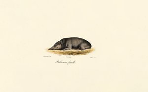 Weibliche Babirusa von Jacques Christophe Werner