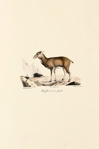 Weibliches Korsisches Mufflon