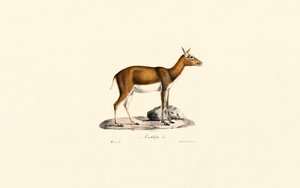 Weibliche Kropfgazelle