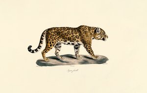 Weiblicher Jaguar von Jacques Christophe Werner