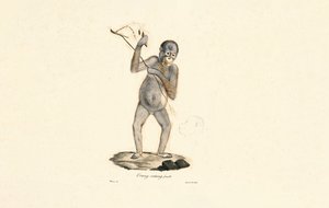Weiblicher Orang-Utan von Jacques Christophe Werner