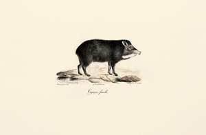 Weibliches Pekari von Jacques Christophe Werner