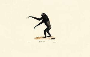 Weiblicher Siamang